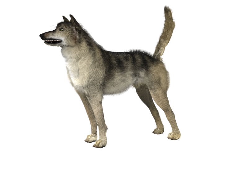 Die Sprache des Hundes Medienwelten