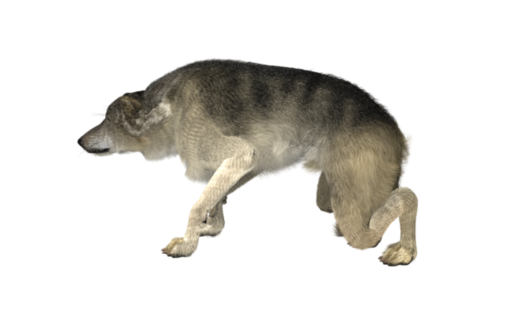 Die Sprache des Hundes Medienwelten